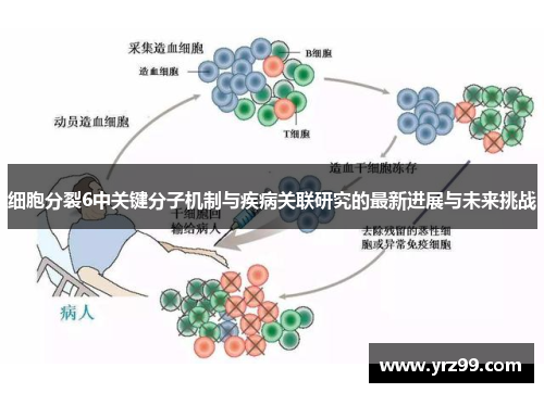 细胞分裂6中关键分子机制与疾病关联研究的最新进展与未来挑战